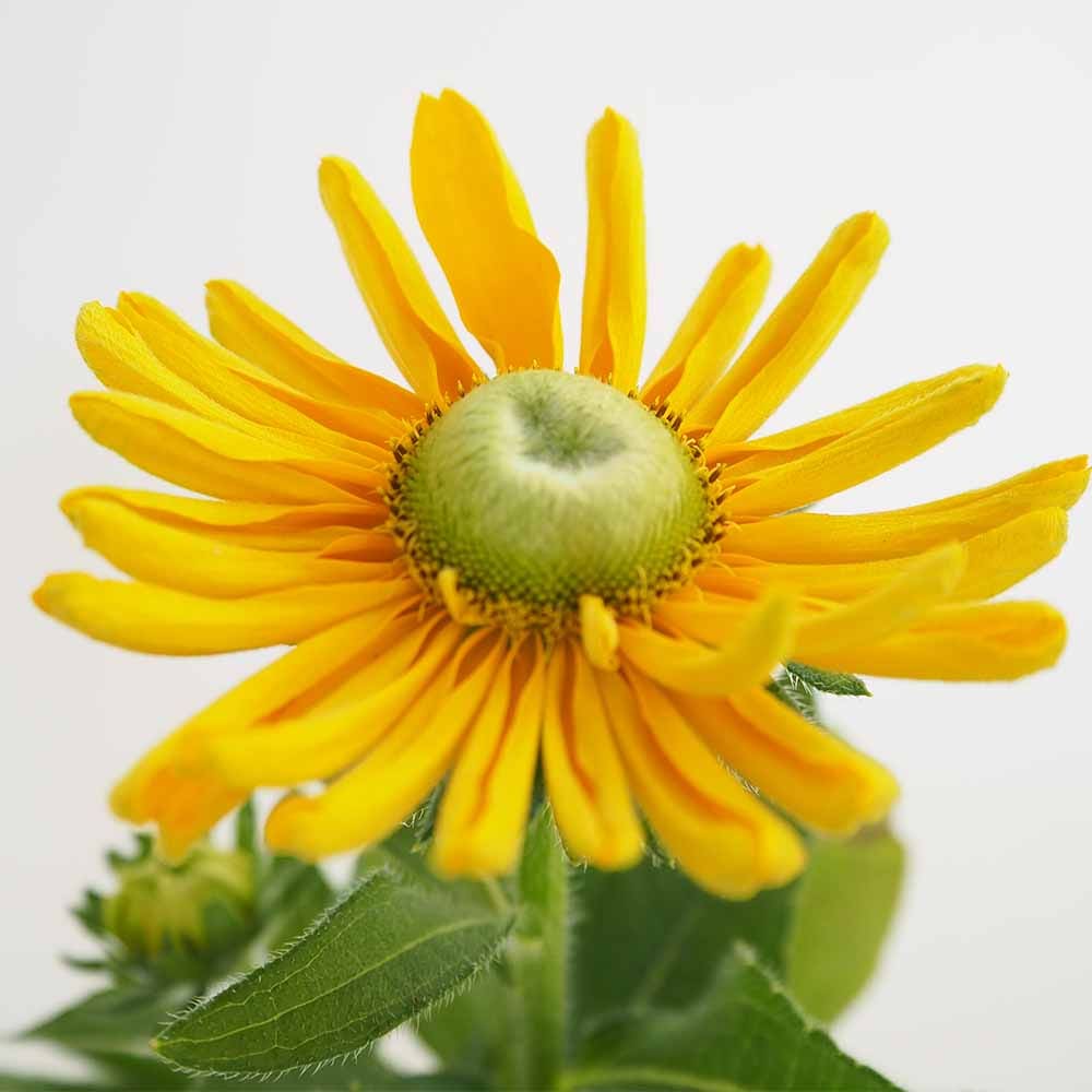 ルドベキア アマリロゴールド 【花苗 3号】