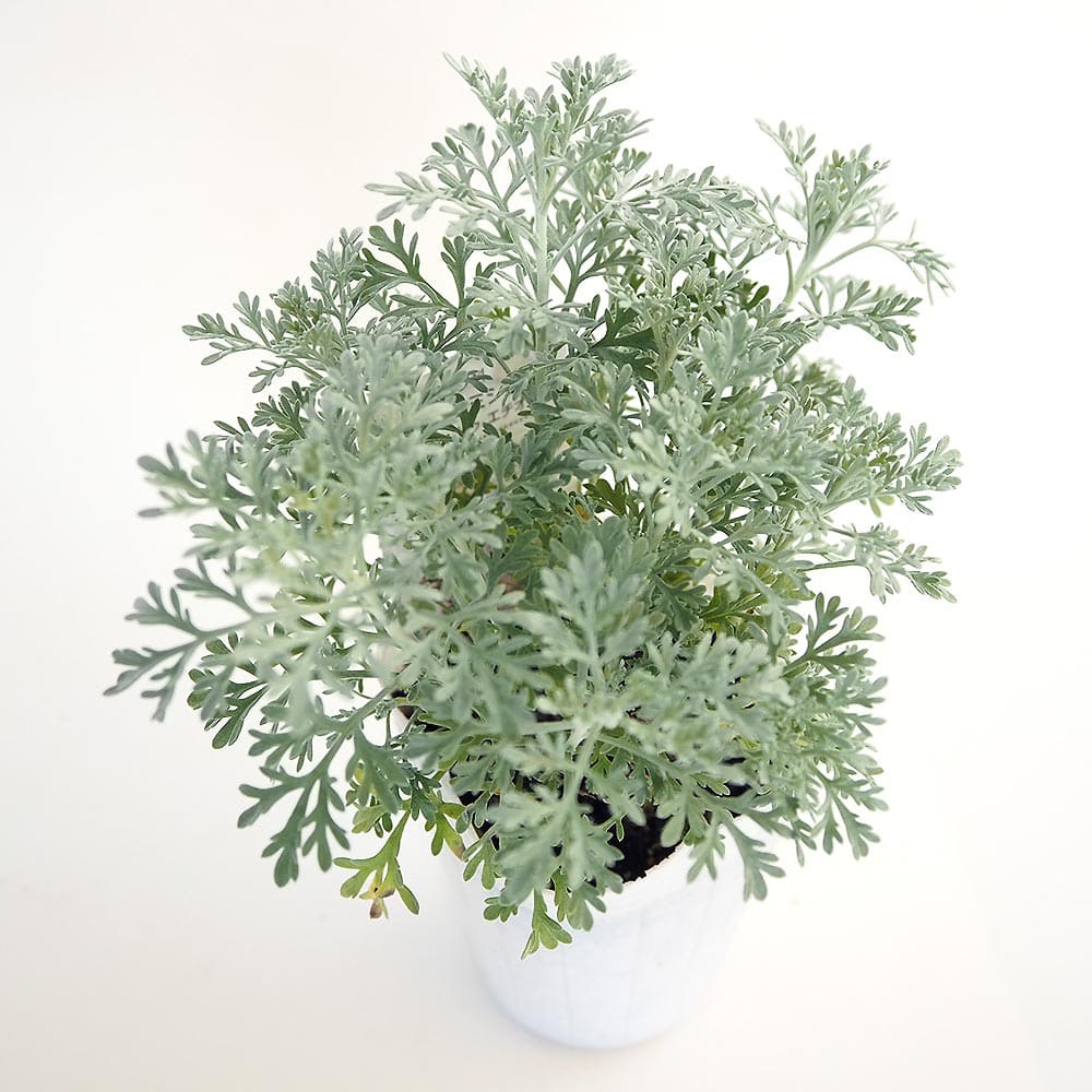 アルテミシア パルファムドゥエチオピア 【花苗 2.5号】