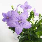 桔梗の苗 アストラ 【花苗 3号】|花苗