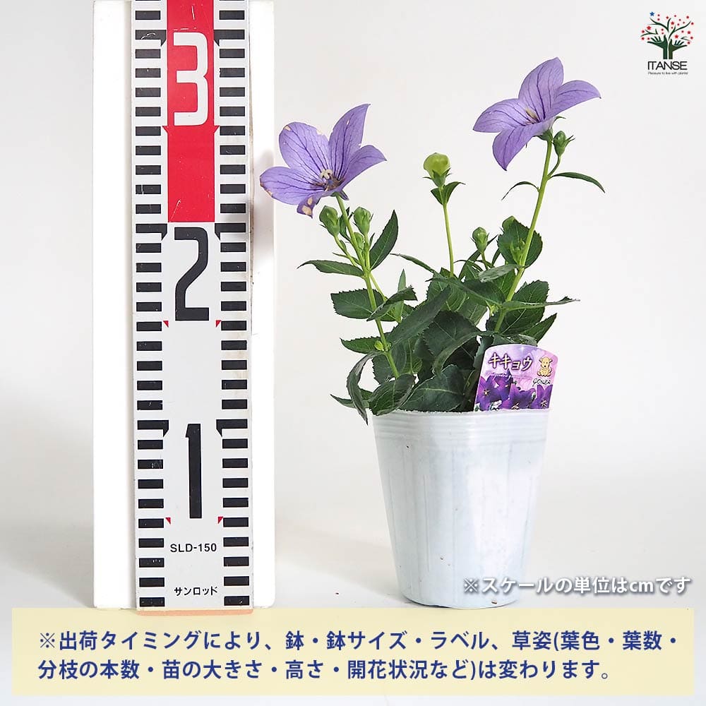 桔梗の苗 アストラ 【花苗 3号】｜ 【植物のITANSE】全品