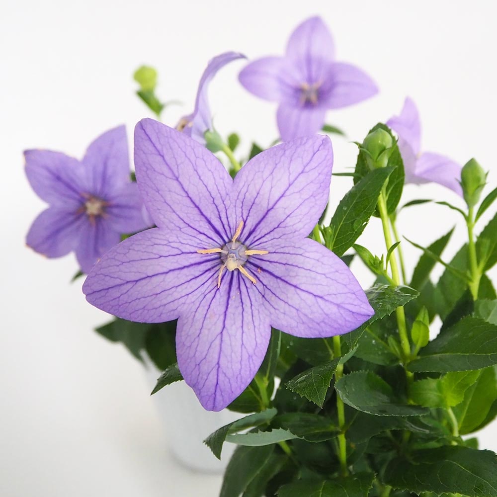 桔梗の苗 アストラ 【花苗 3号】｜ 【植物のITANSE】全品送料