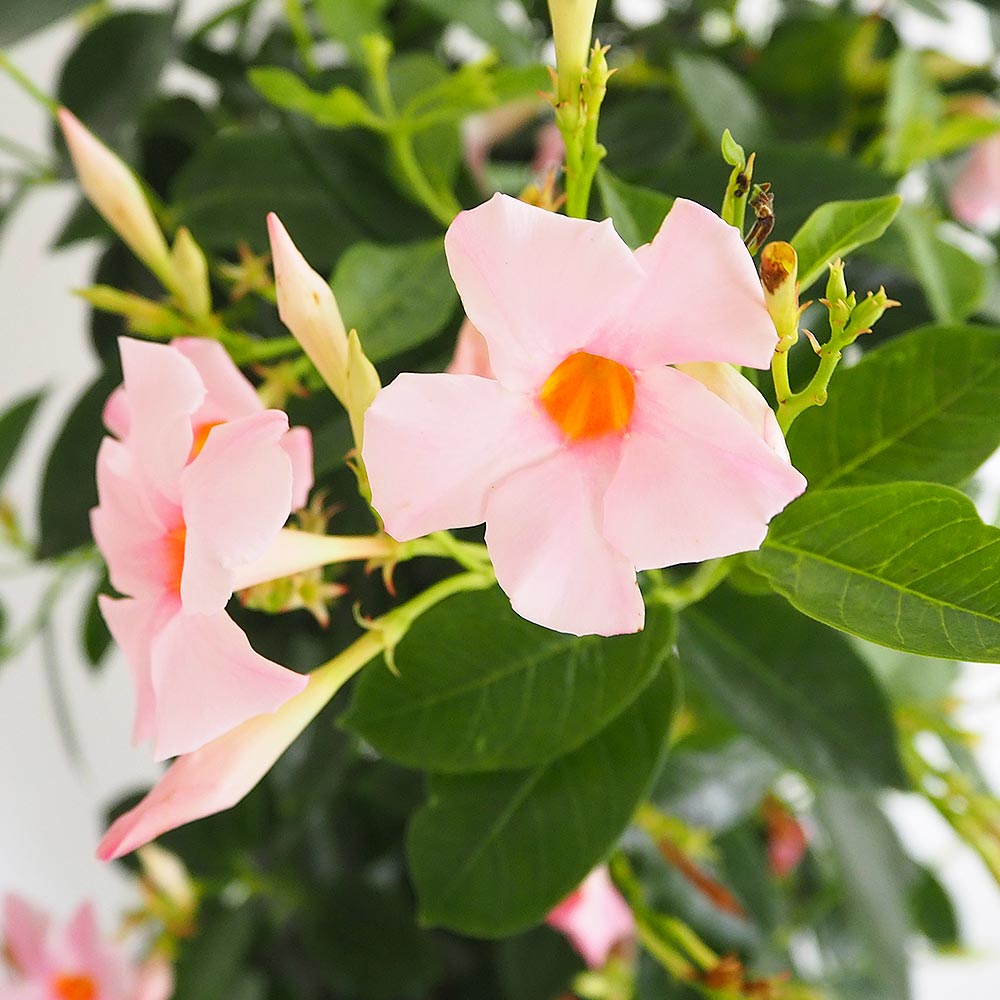 マンデビラ サンパラソルパステルピンク 【花苗 6号／1個売り】