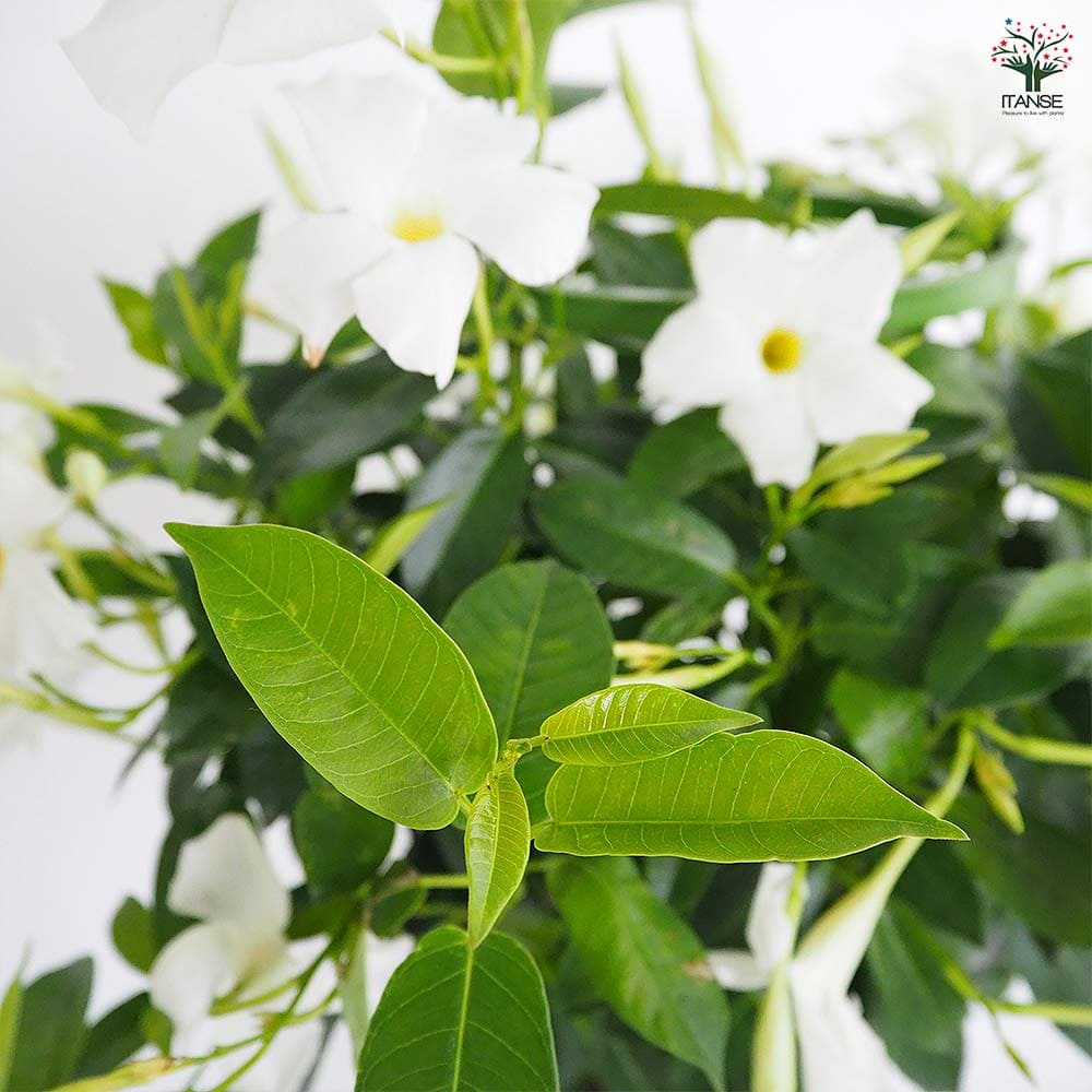 喜晴園》松葉蘭 【青龍角】 マツバラン シダ 山野草 古典園芸 松葉蘭「麒麟