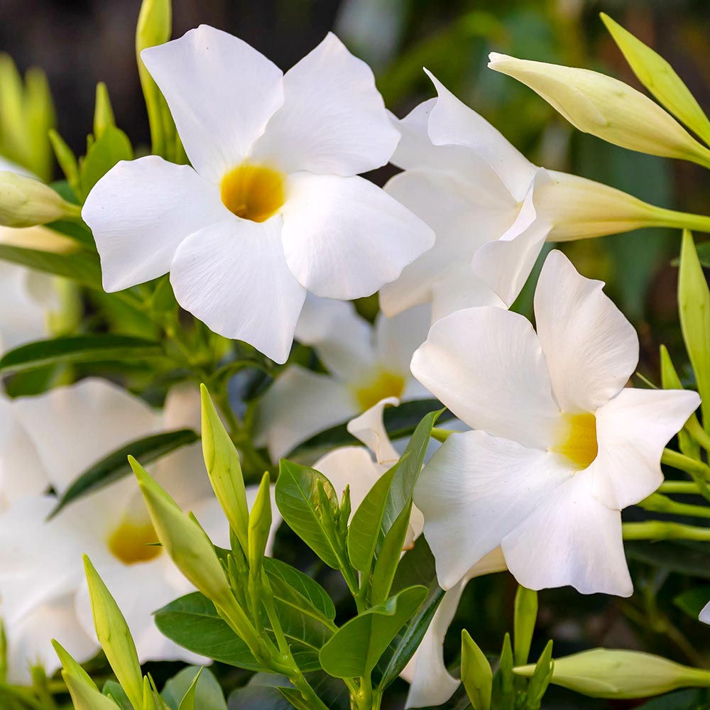 マンデビラ サマースターホワイト 【花苗 6号／1個売り】