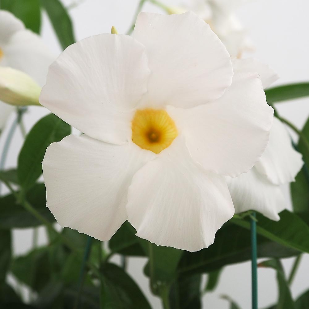 マンデビラ ホワイトデライト 【花苗 4号】