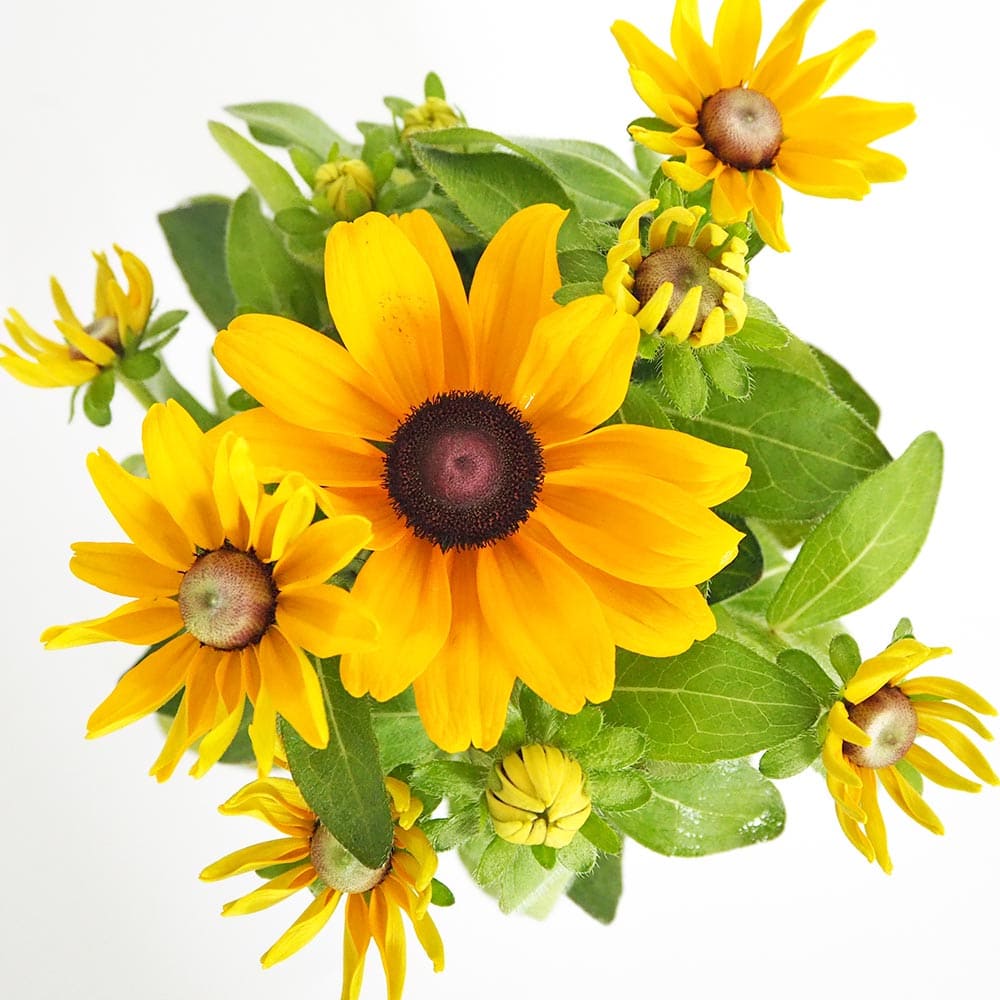 ルドベキア クレアステイゴールド 【花苗 3.5号】