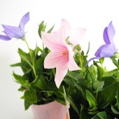 桔梗の苗 混色植え 【花苗 3.5号】|花苗