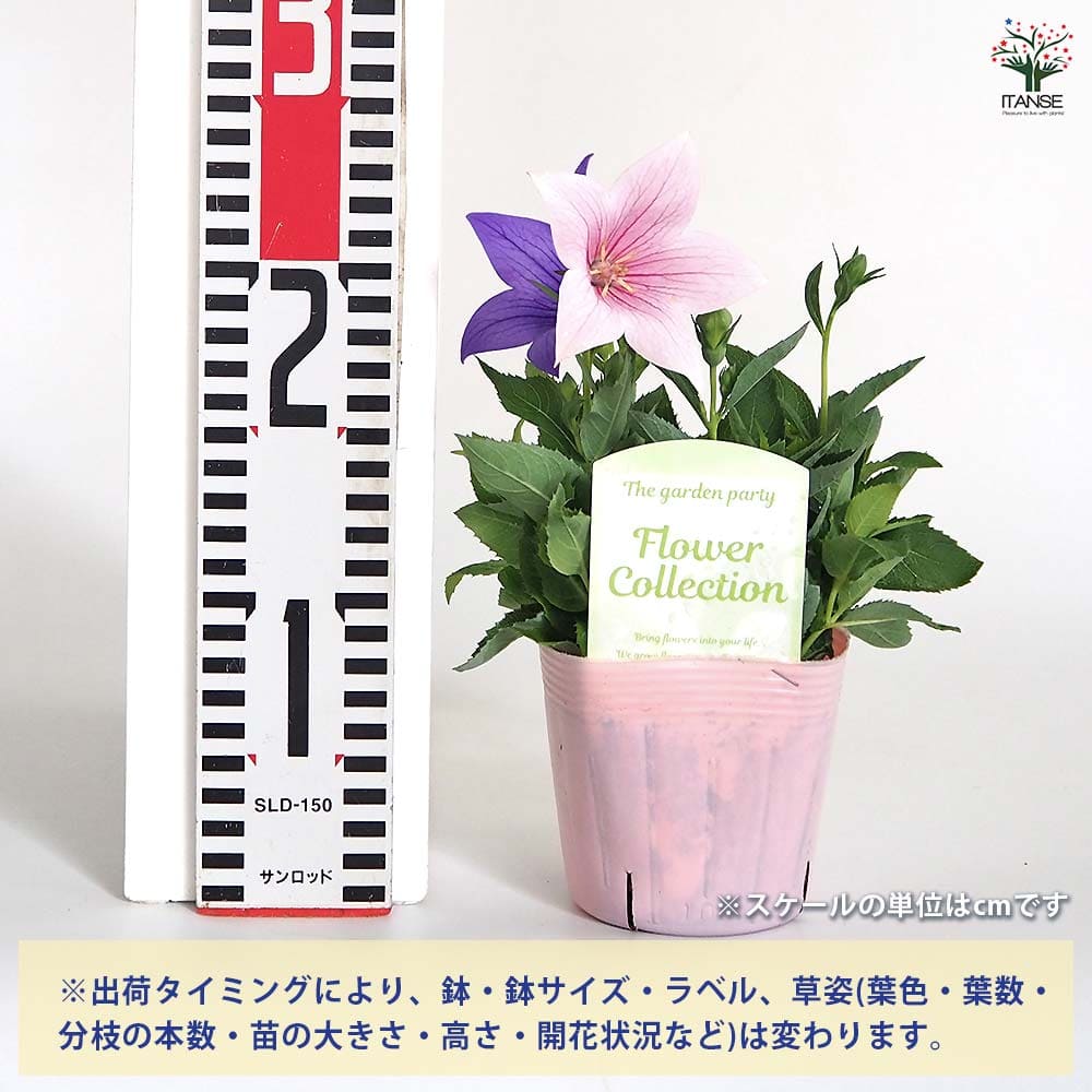 桔梗の苗 混色植え 【花苗 3.5号】｜ 【植物のITANSE