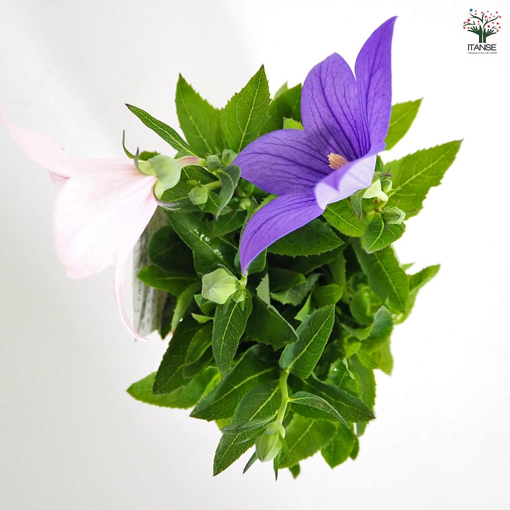 苗ページです！ 桔梗の苗 混色植え 【花苗 3.5号】｜ 【植物のITANSE