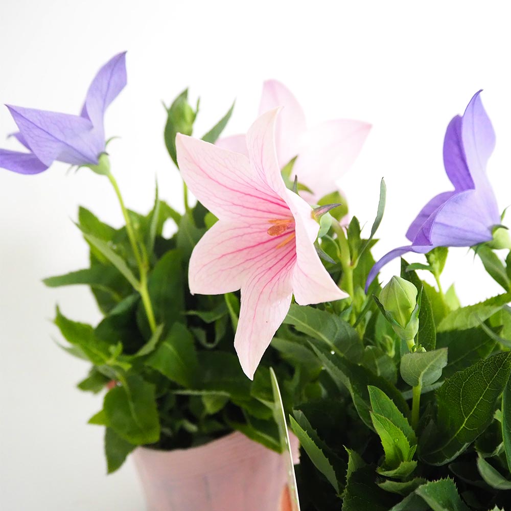 ②ききょうオーダーページ 桔梗の苗 混色植え 【花苗 3.5号】｜ 【植物のITANSE