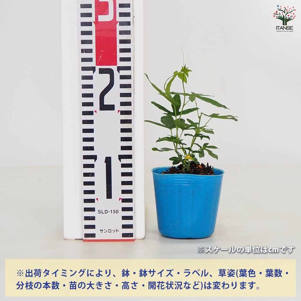 トケイソウ インディゴドリーム 【果樹の苗 3号】｜ 【植物の