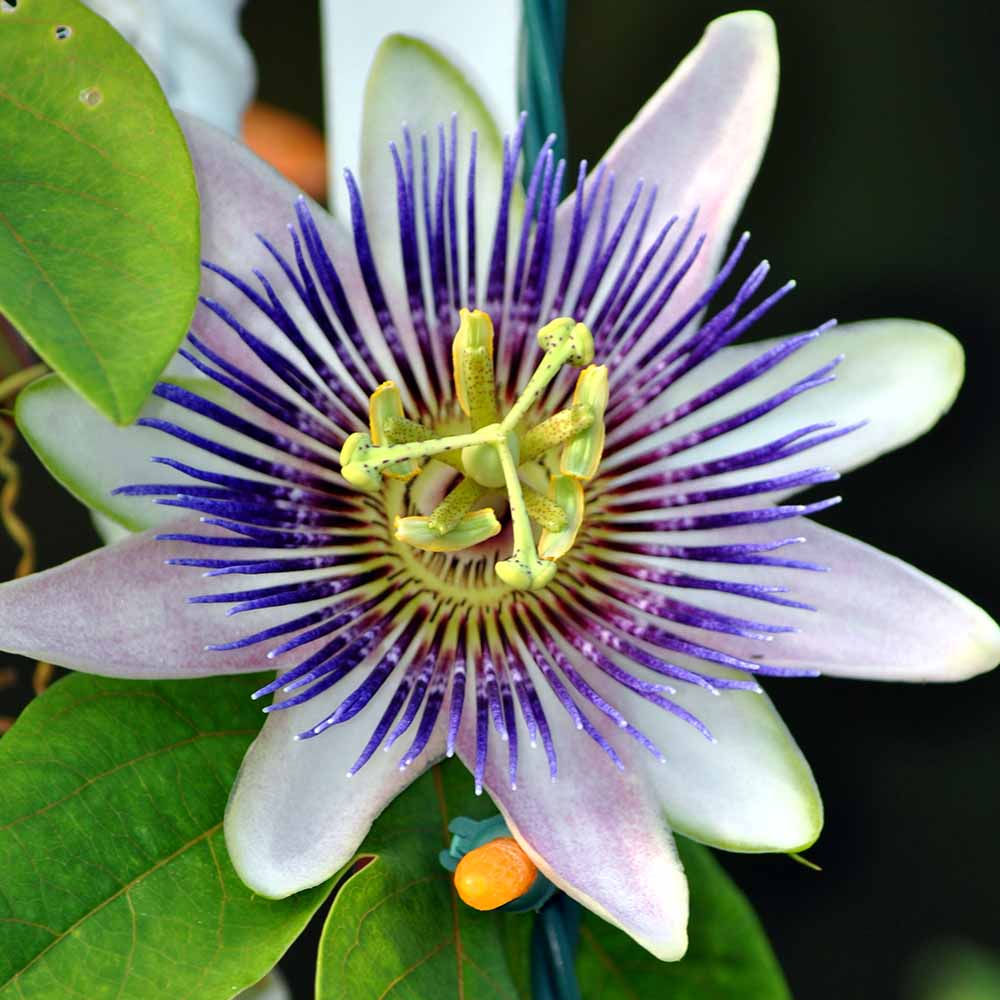 トケイソウ インディゴドリーム 【果樹の苗 3号】