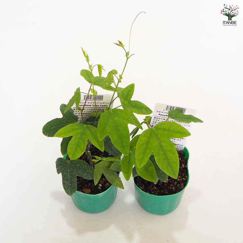 トケイソウ ライラックレディー 【果樹の苗 3号】｜ 【植物の