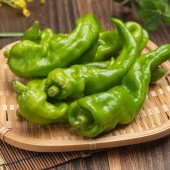 とうがらしの苗 万願寺唐辛子2個〜 【野菜の苗 3.5号】|トウガラシ|野菜苗