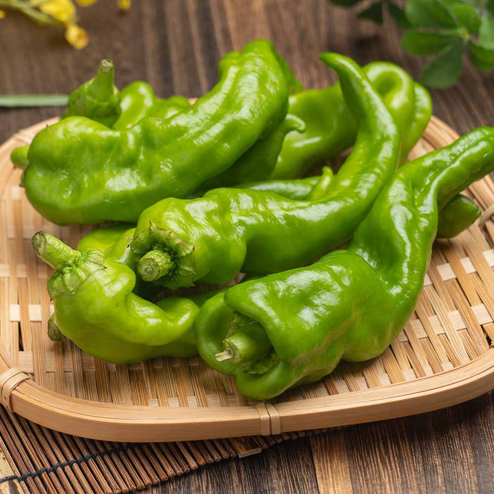 とうがらしの苗 万願寺唐辛子2個～ 【野菜の苗 3.5号】