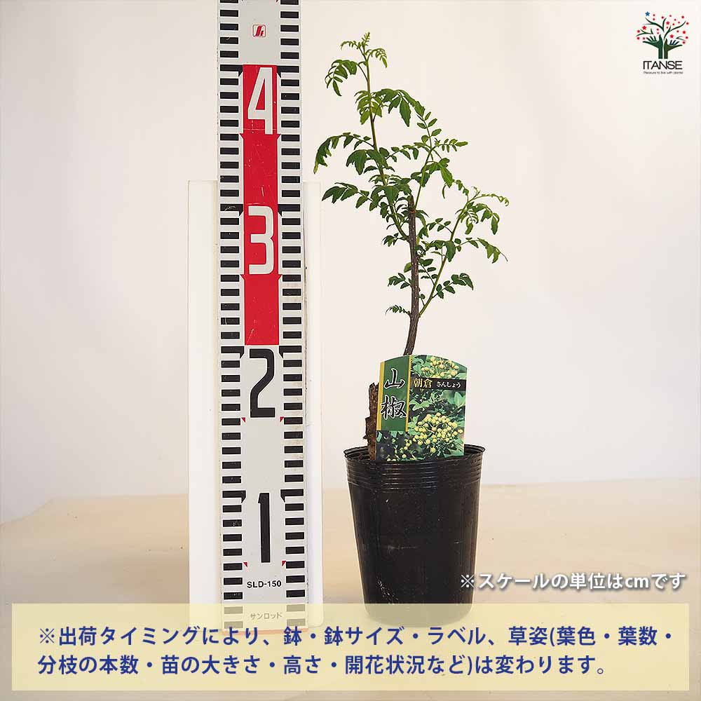 朝倉山椒 苗木
