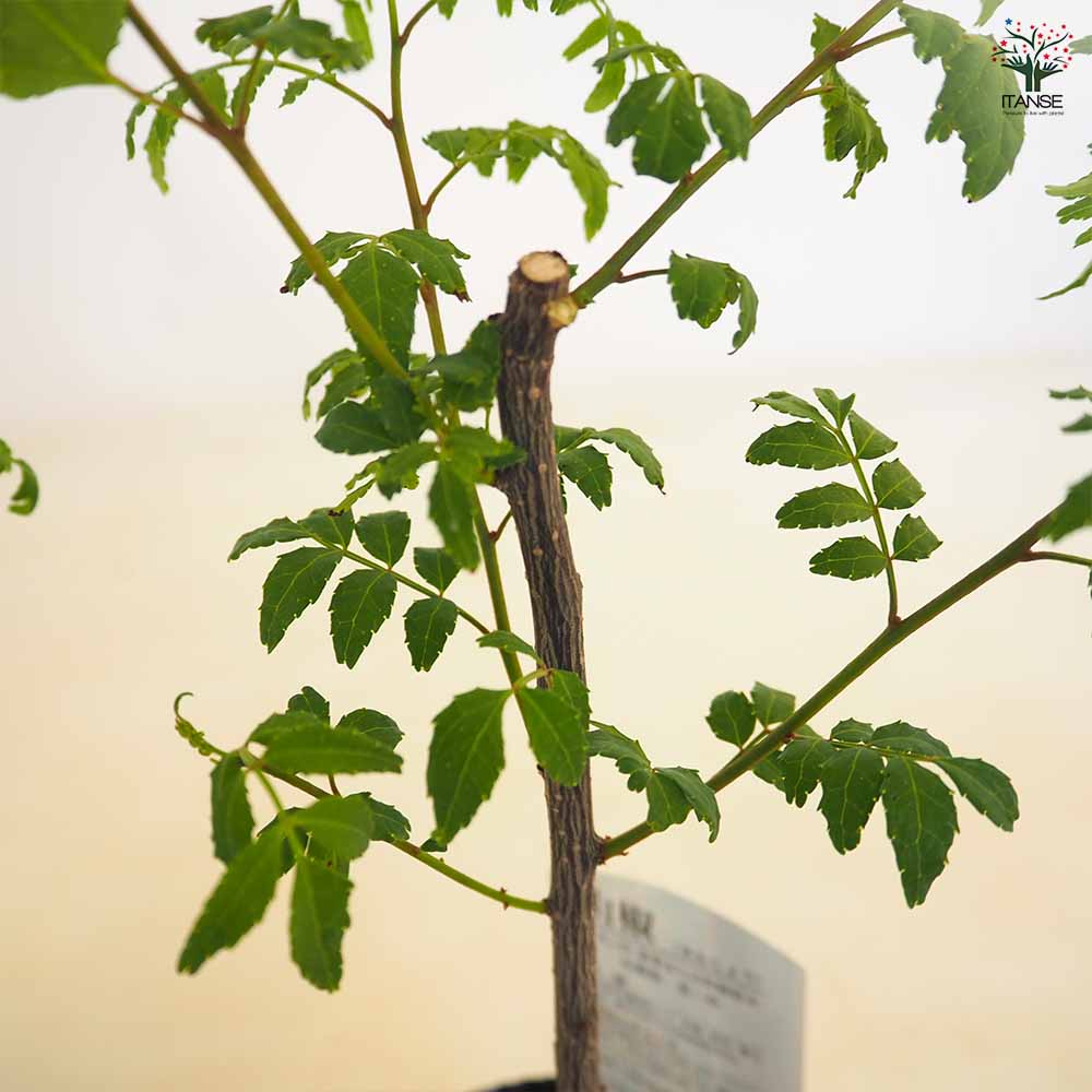 山椒の苗木 朝倉山椒 【果樹の苗 3.5号】｜ 【植物の
