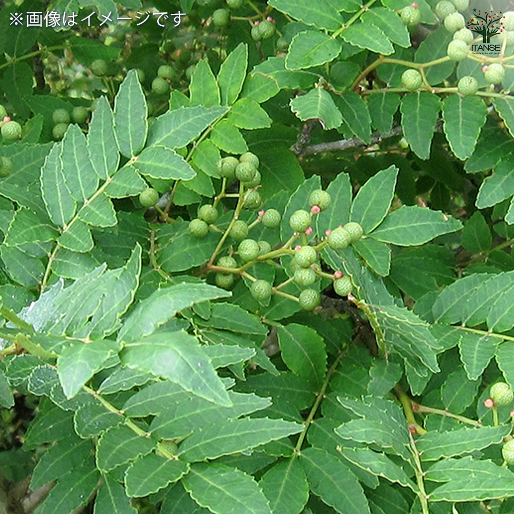 山椒の苗木 朝倉山椒 【果樹の苗 3.5号】｜ 【植物のITANSE
