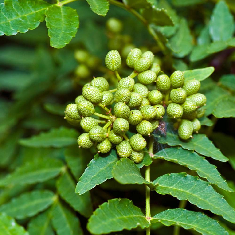 チビ葉山椒　山椒　苗　苗木　香味野菜 チビ葉山椒 山椒 苗 苗木 香味野菜 チビ葉山椒 山椒 苗 苗木