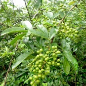 山椒の苗木 ぶどう山椒 【果樹の苗 3.5号】|果樹苗