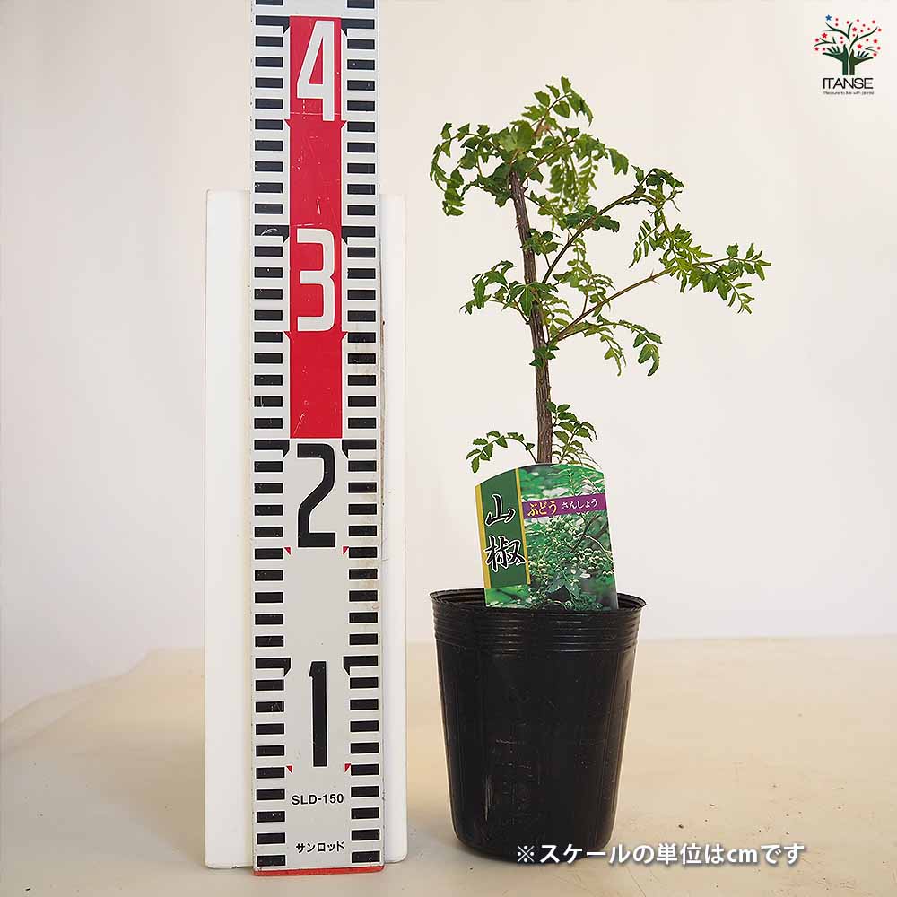 山椒の苗木 ぶどう山椒 【果樹の苗 3.5号】｜ 【植物の
