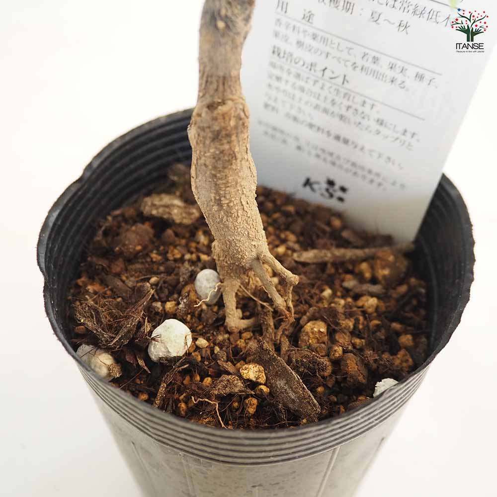 山椒の苗木 ぶどう山椒 【果樹の苗 3.5号】｜ 【植物の