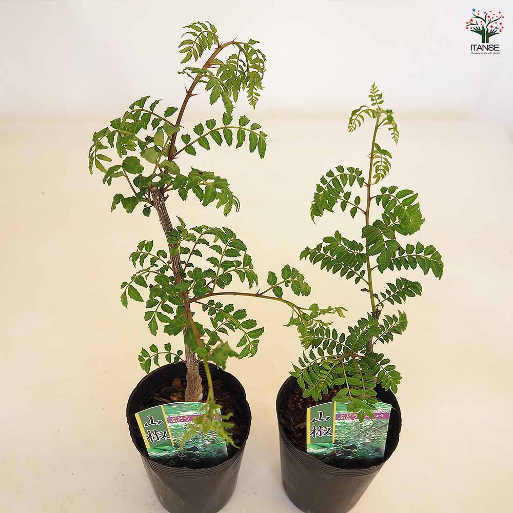山椒の苗木 ぶどう山椒 【果樹の苗 3.5号】｜ 【植物の