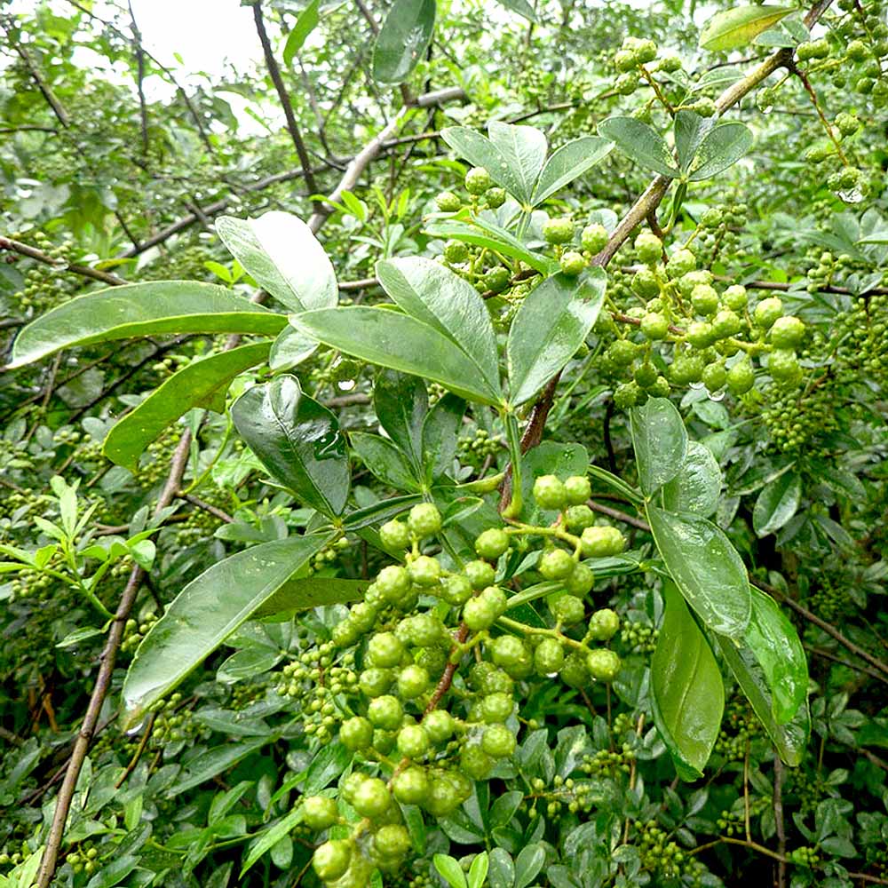 山椒の苗木 ぶどう山椒 【果樹の苗 3.5号】｜ 【植物の