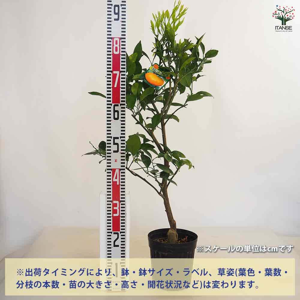 ✨温州みかん苗木レモンの横に♪✿✿✿✿✿沢山の実付き♪　12月には食べれます 柑橘 温州みかん 田口早生 苗 通販 苗木部 By 花ひろばオンライン