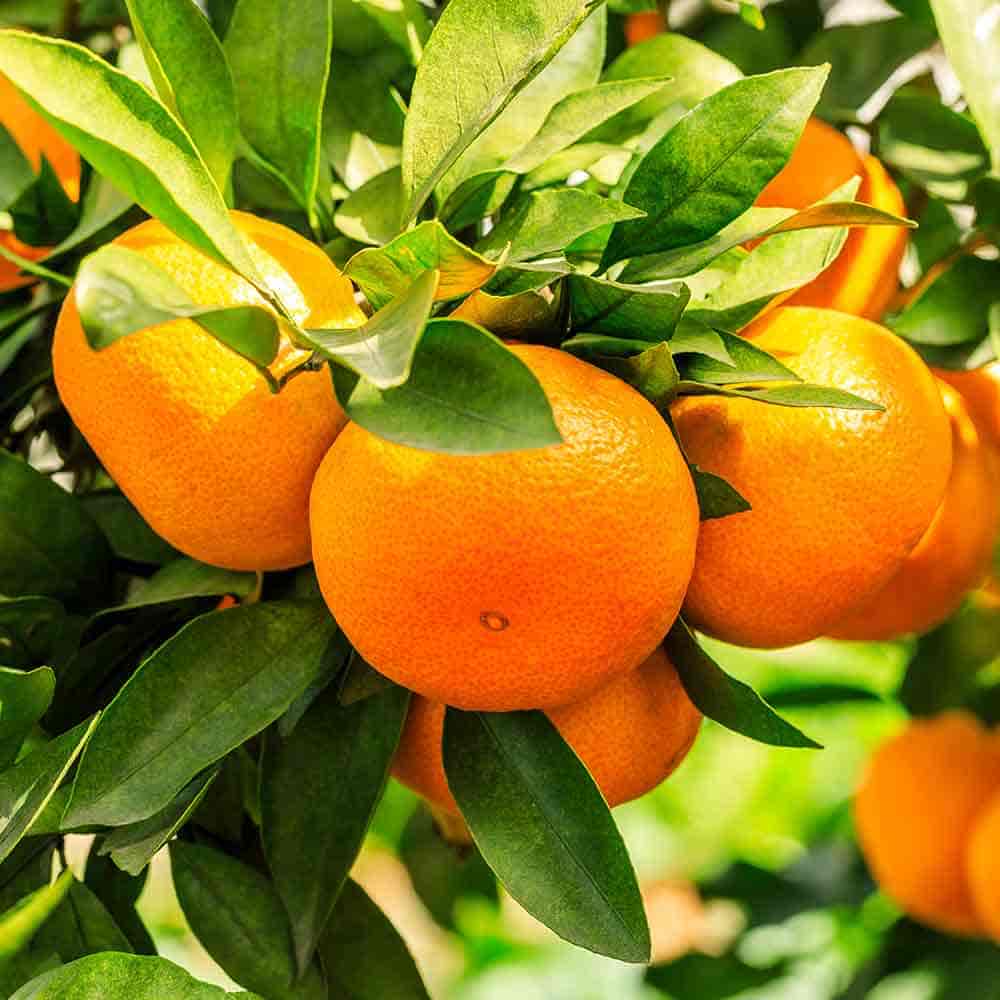 みかんの苗木 温州みかん 日南 【果樹の苗木 6号／1個売り】