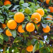 みかんの苗木 温州みかん 南柑 【果樹の苗木 6号／1個売り】|柑橘類|果樹苗