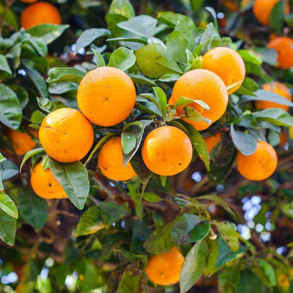 みかんの苗木 温州みかん 南柑 【果樹の苗木 6号／1個売り】