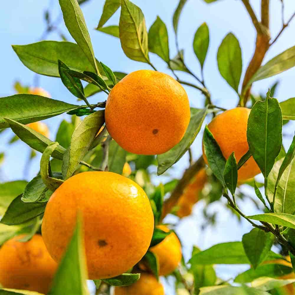 みかんの苗木 温州みかん 十万 【果樹の苗木 6号／1個売り】