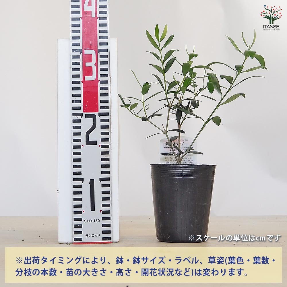 創樹　オリーブ　ネバディロブランコ　14 国産オリーブ ネバディロブランコ No.14 | mana's farm:塊根植物