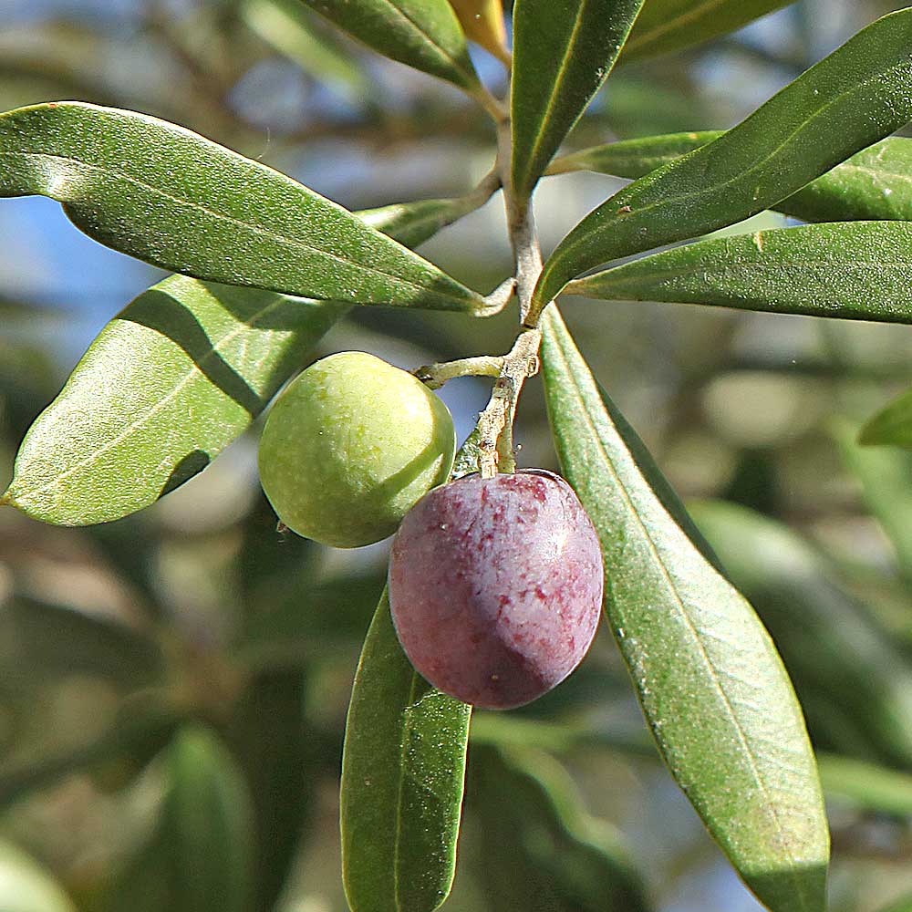 与謝野大仏　大苗♥　オリーブ　オリーブの木　樹齢20年　オリーブ苗 与謝野大仏様専用 大苗♥ オリーブ オリーブの木 樹齢20年