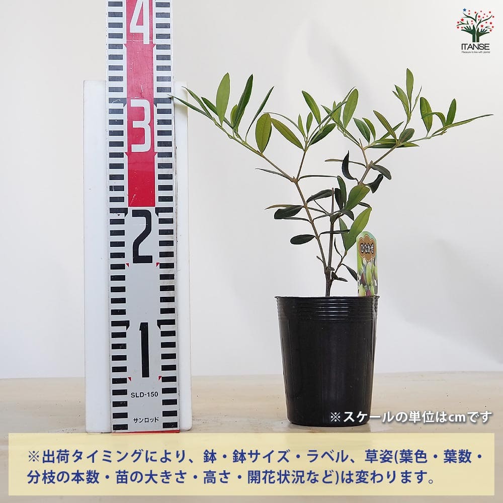 オリーブ ひなかぜ 【果樹の苗 3.5号】｜ 【植物のITANSE