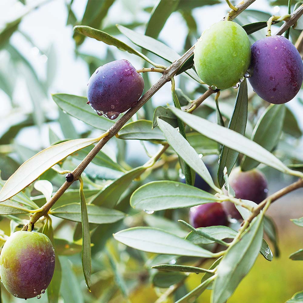 オリーブ ひなかぜ 【果樹の苗 3.5号】