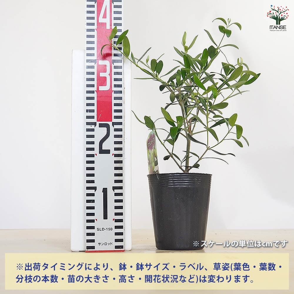 オリーブ フラントイオ 【果樹の苗 3.5号】｜ 【植物のITANSE