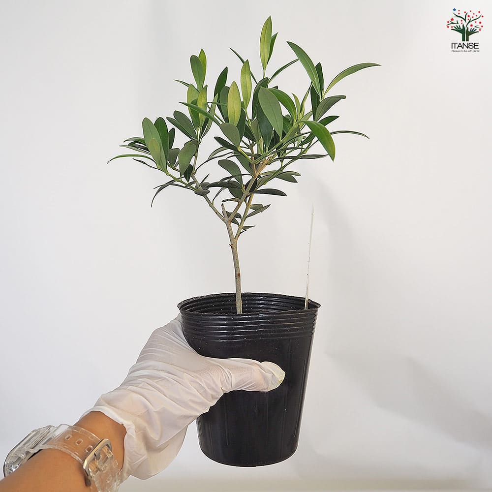 オリーブ フラントイオ 【果樹の苗 3.5号】｜ 【植物のITANSE