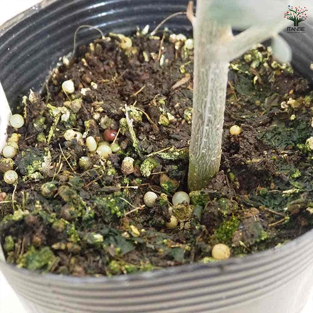 オリーブ ミッション 【果樹の苗 3.5号】｜ 【植物のITANSE