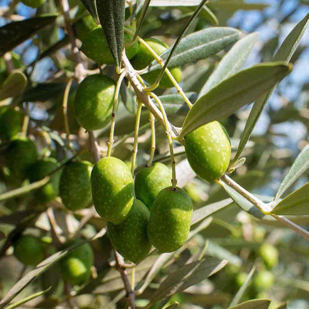 現品、オリーブの苗※ミッション　沢山の実つき、単体でも実がなりやすい品種です 現品、オリーブの苗※ミッション 沢山の実つき、単体でも実がなりやすい