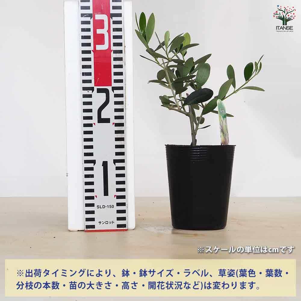 オリーブ ルッカ 【果樹の苗 3.5号】｜ 【植物のITANSE