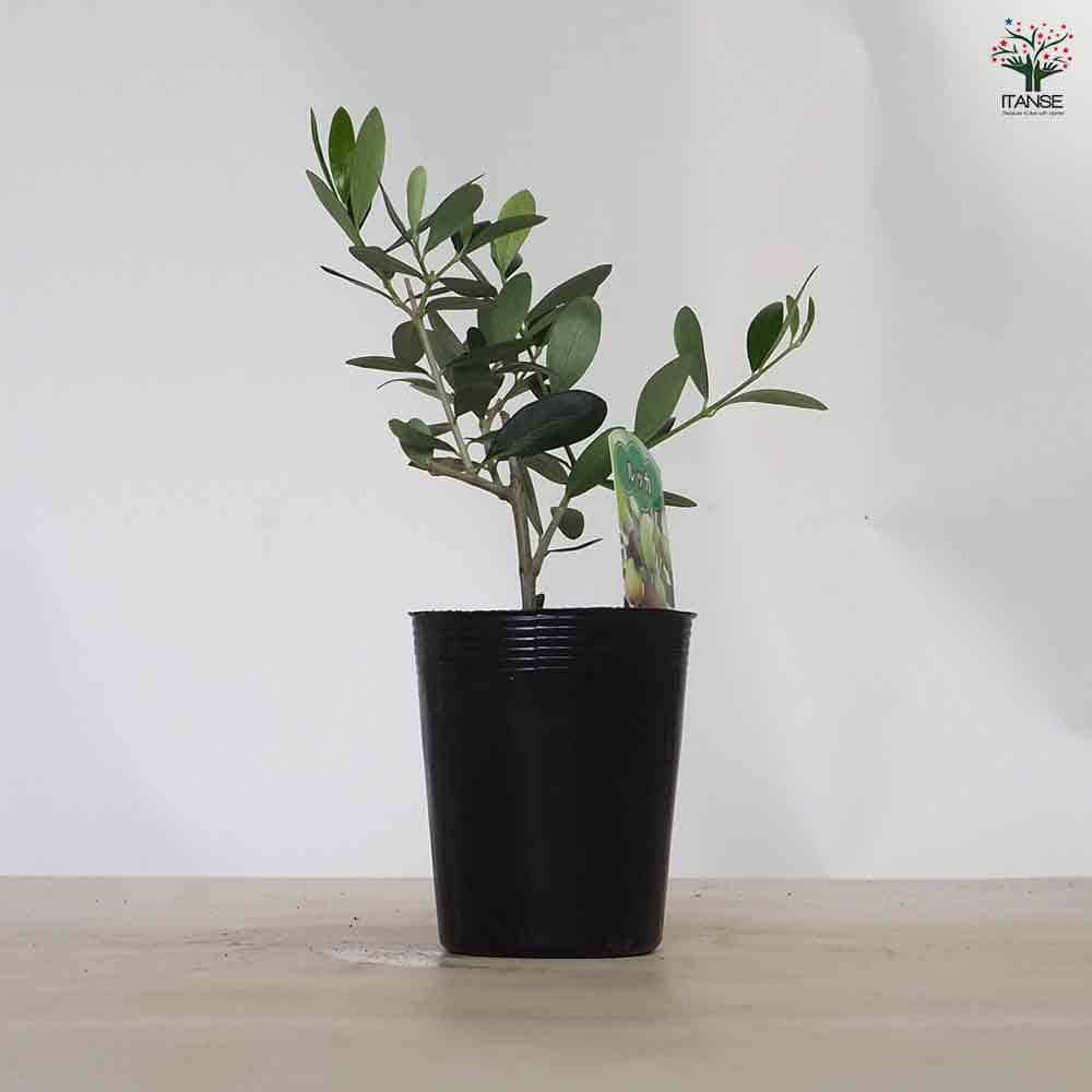 オリーブ ルッカ 【果樹の苗 3.5号】｜ 【植物のITANSE】全品