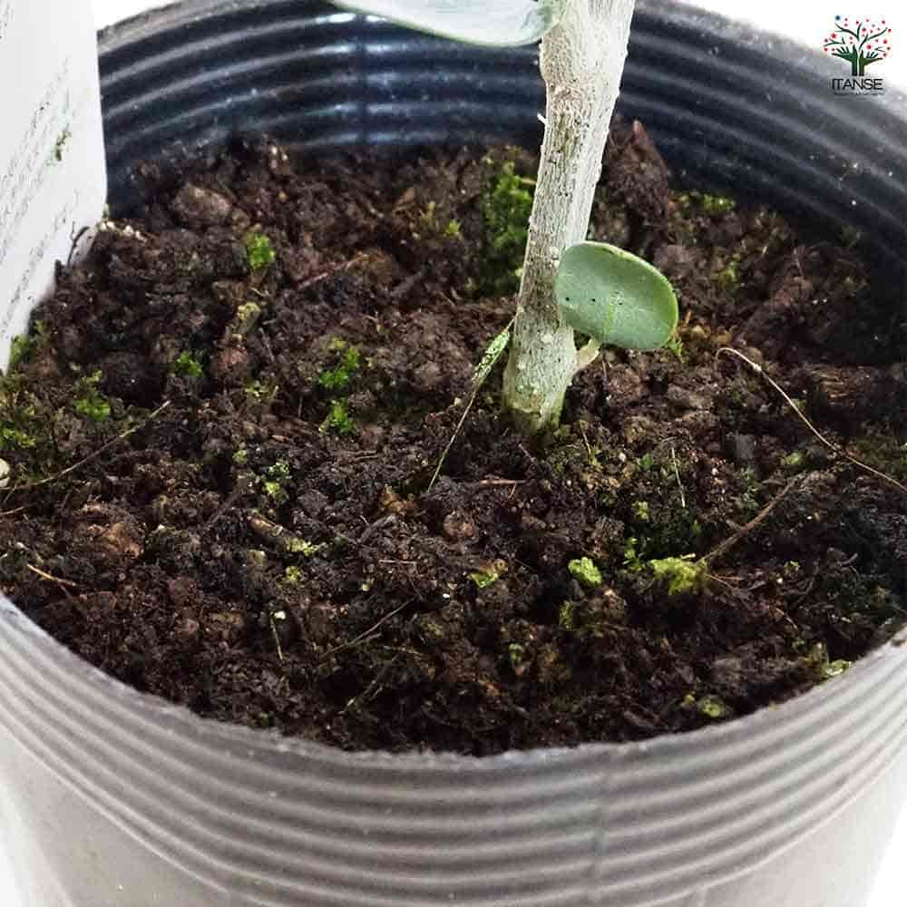 オリーブ ルッカ 【果樹の苗 3.5号】｜ 【植物のITANSE】全品