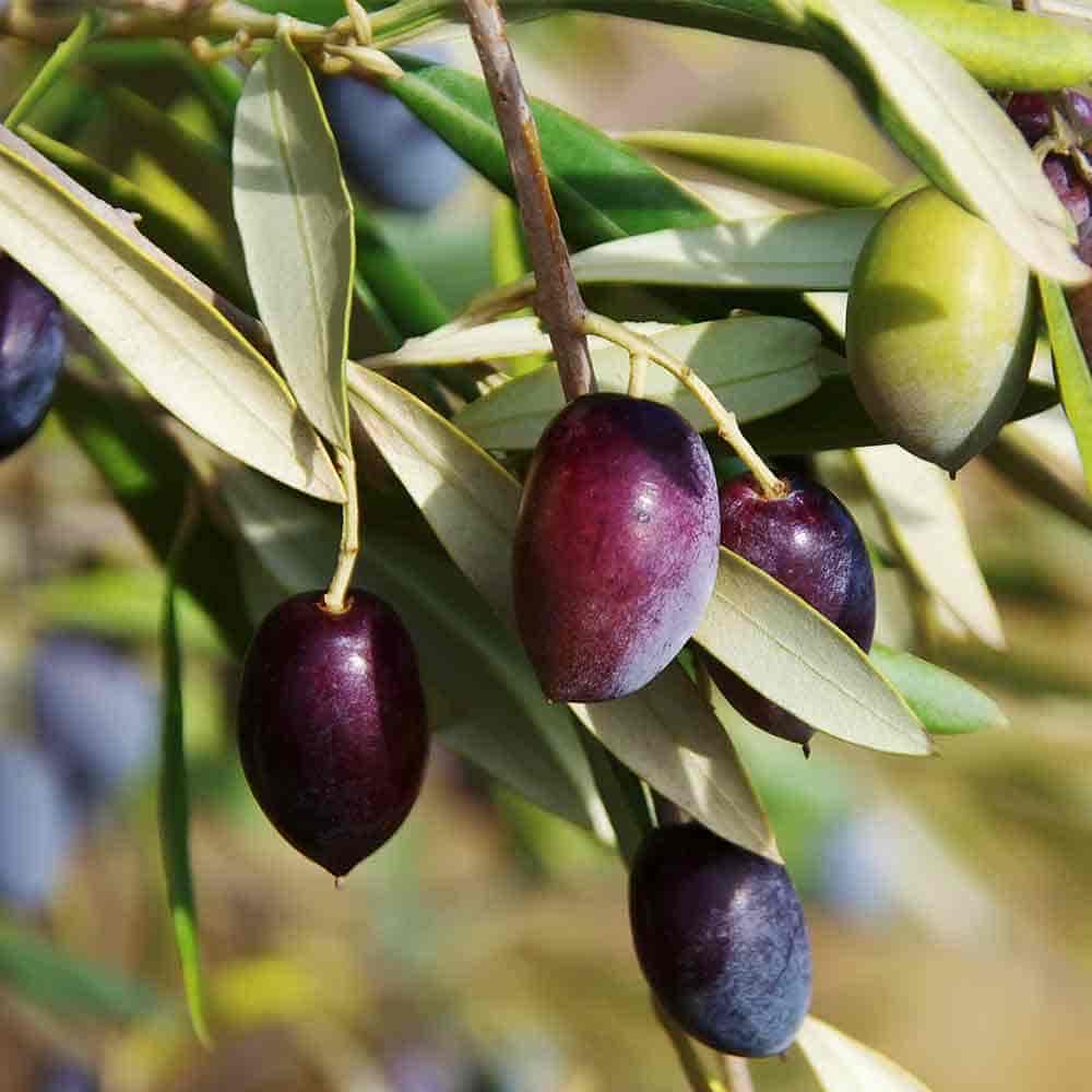 オリーブ ルッカ 【果樹の苗 3.5号】