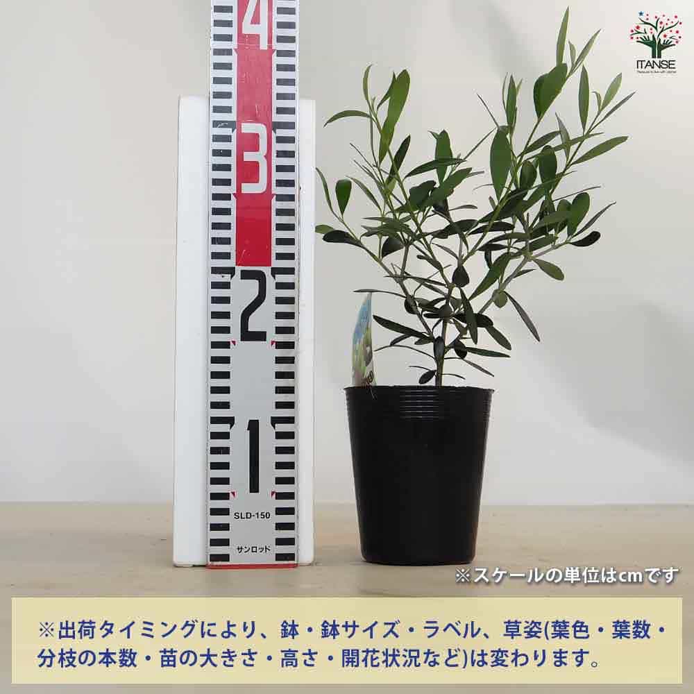オリーブ レッチーノ 【果樹の苗 3.5号】｜ 【植物のITANSE