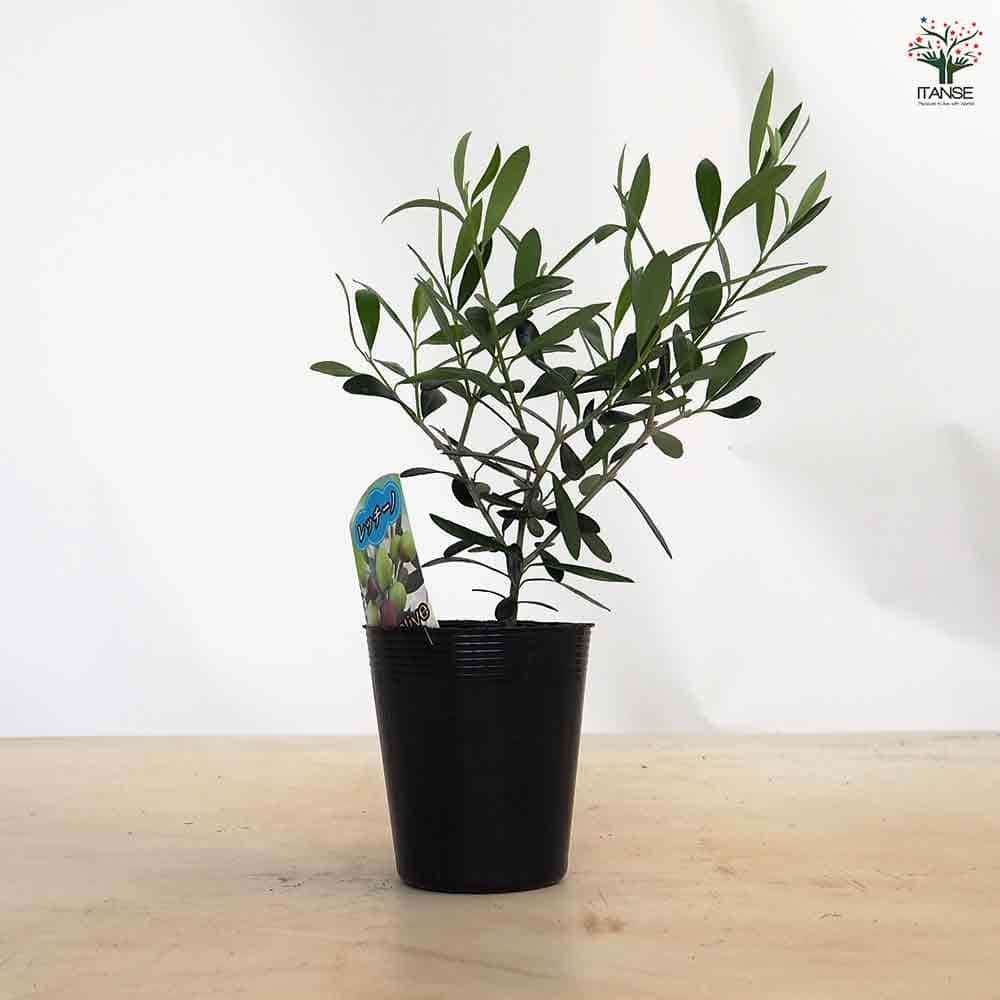 オリーブ レッチーノ 【果樹の苗 3.5号】｜ 【植物のITANSE