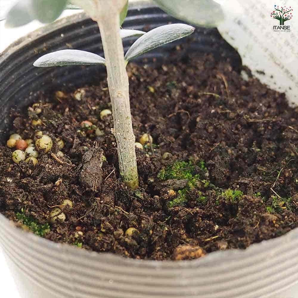 オリーブ レッチーノ 【果樹の苗 3.5号】｜ 【植物のITANSE