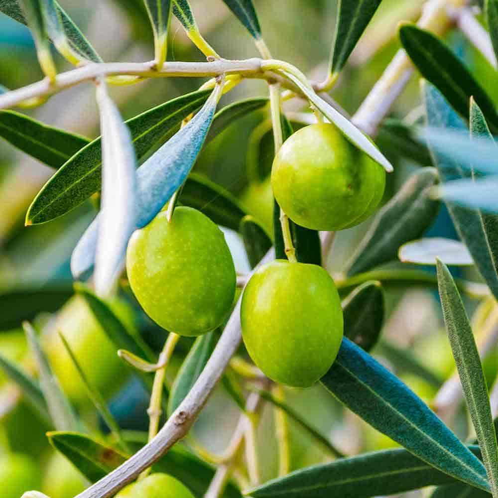 与謝野大仏 大苗♥ オリーブ オリーブの木 樹齢20年 オリーブ苗 与謝野