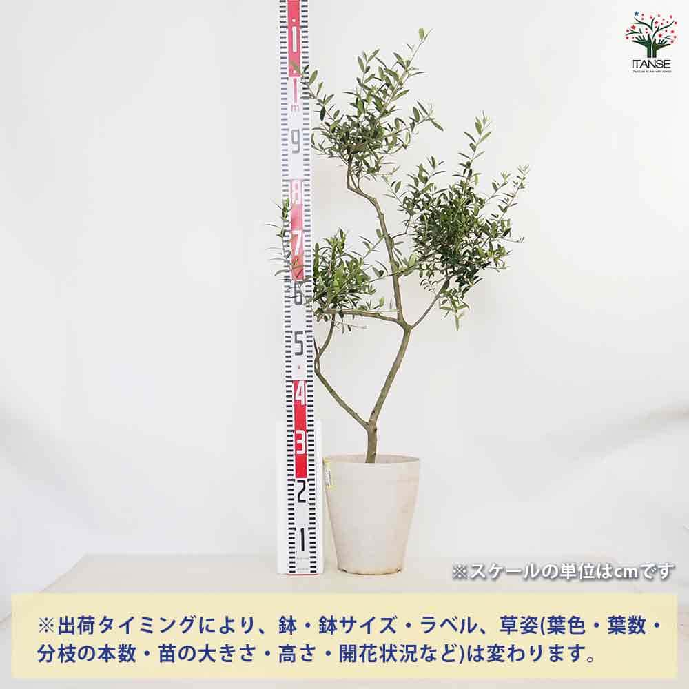 実が沢山付いてます！実を楽しみたい方にオススメのオリーブ・アルベキナ 実が沢山付いてます！実を楽しみたい方にオススメのオリーブ